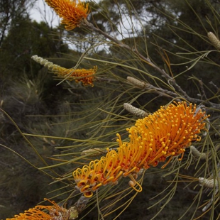 Grevillea excelsior